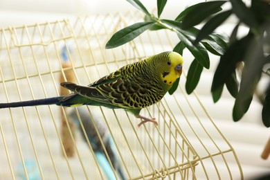 Photo of Pet parrot. Beautiful budgerigar sitting on cage indoors