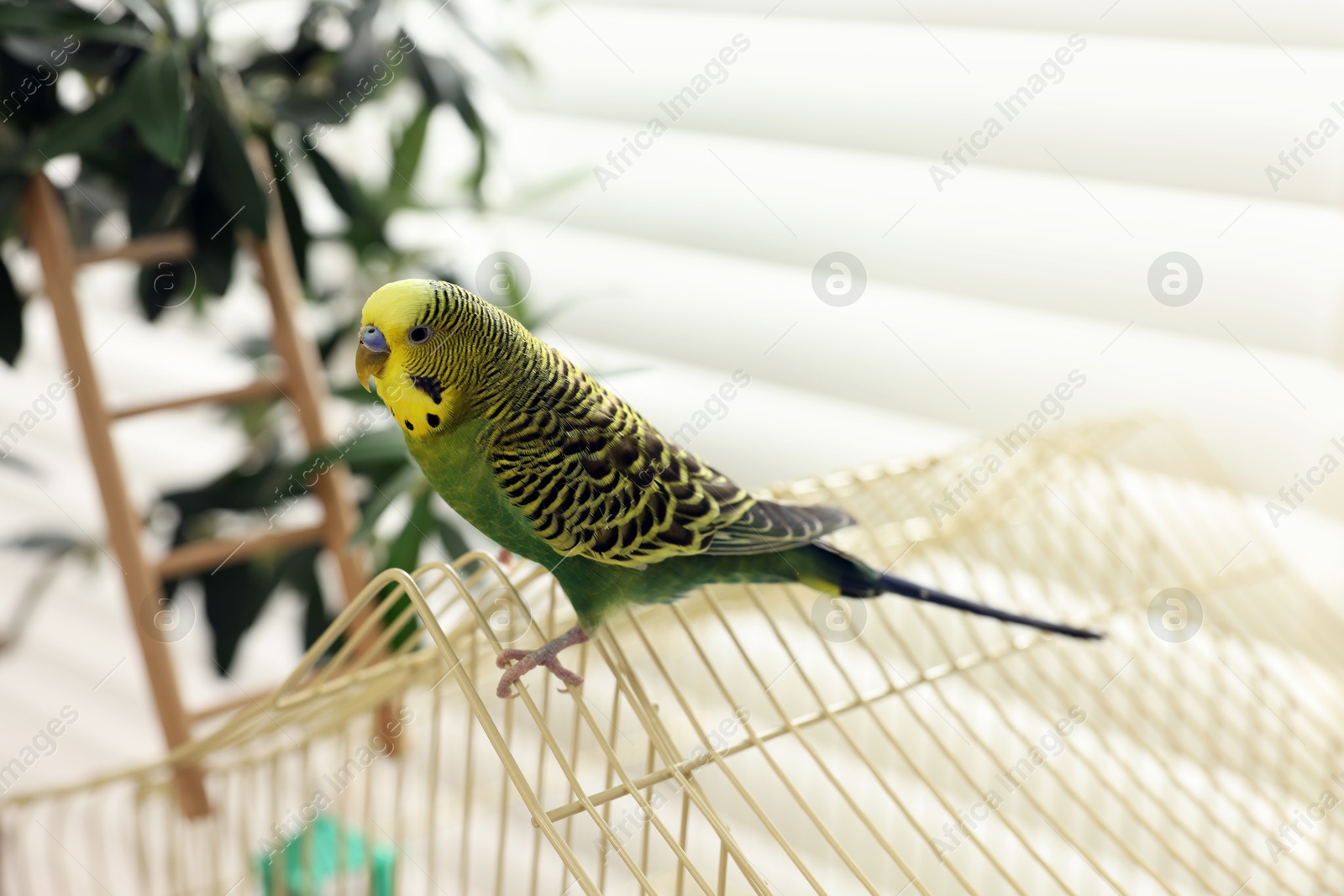 Photo of Pet parrot. Beautiful budgerigar sitting on cage indoors