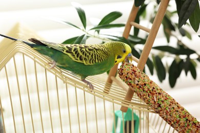 Photo of Pet parrot. Beautiful budgerigar eating bird treat on cage indoors