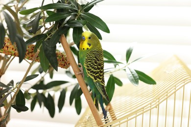 Photo of Pet parrot. Beautiful budgerigar on decorative ladder indoors