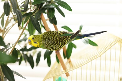 Photo of Pet parrot. Beautiful budgerigar on decorative ladder indoors