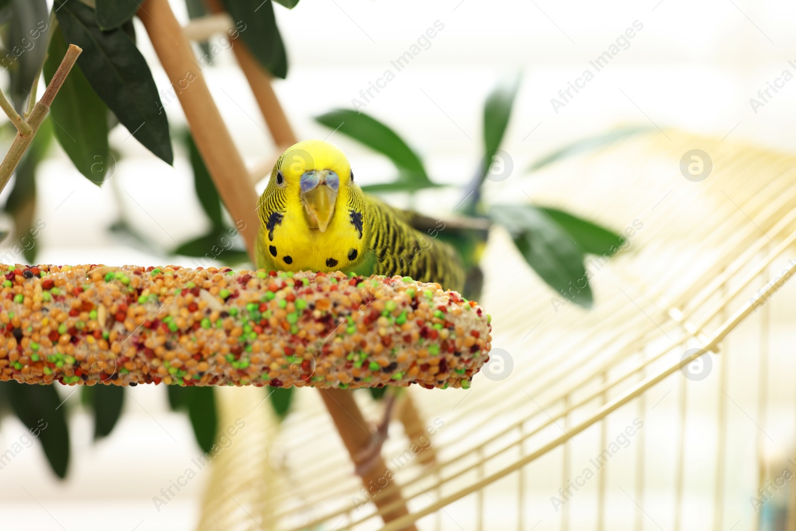 Photo of Pet parrot. Beautiful budgerigar on decorative ladder indoors