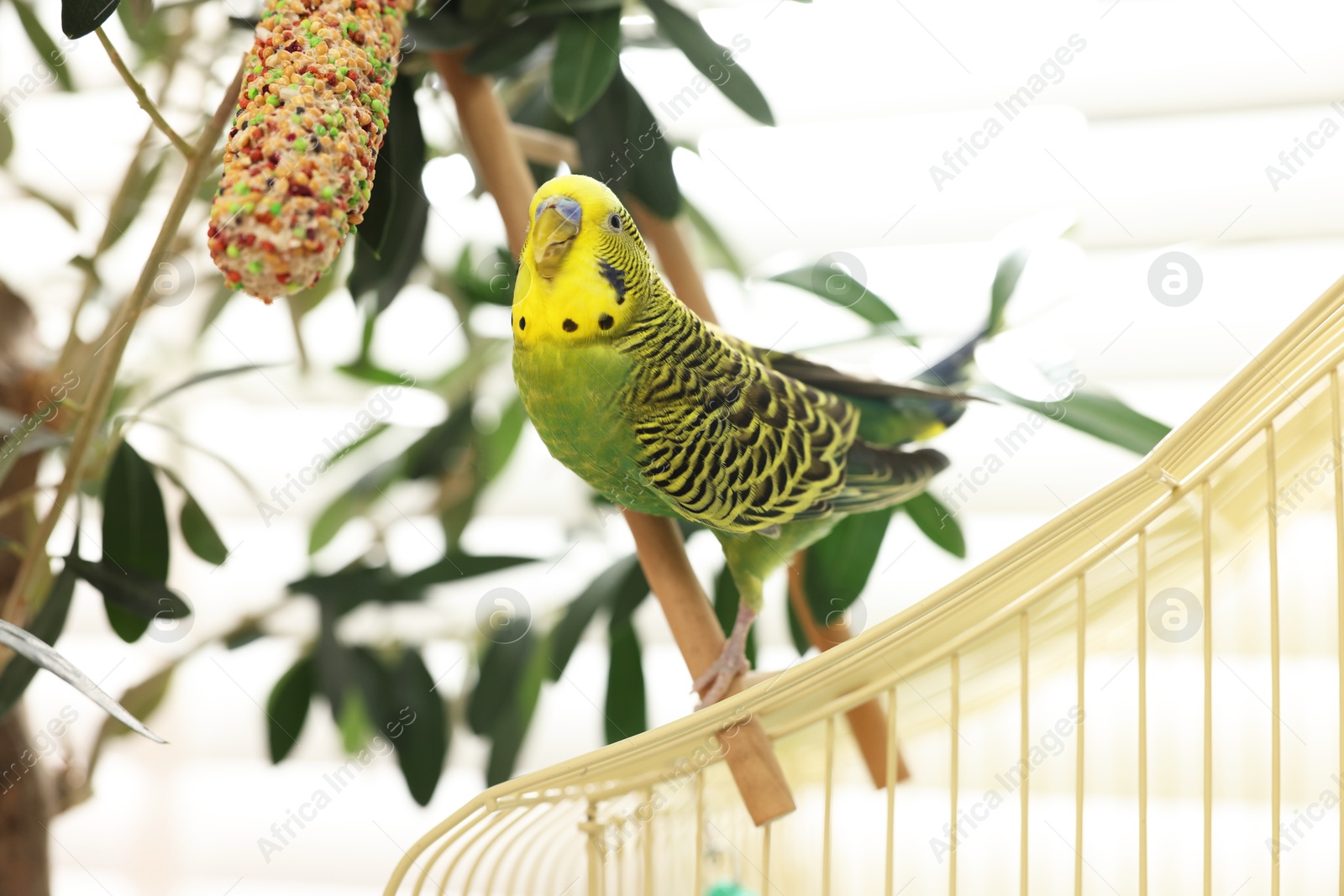 Photo of Pet parrot. Beautiful budgerigar on decorative ladder indoors