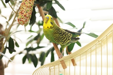 Photo of Pet parrot. Beautiful budgerigar on decorative ladder indoors