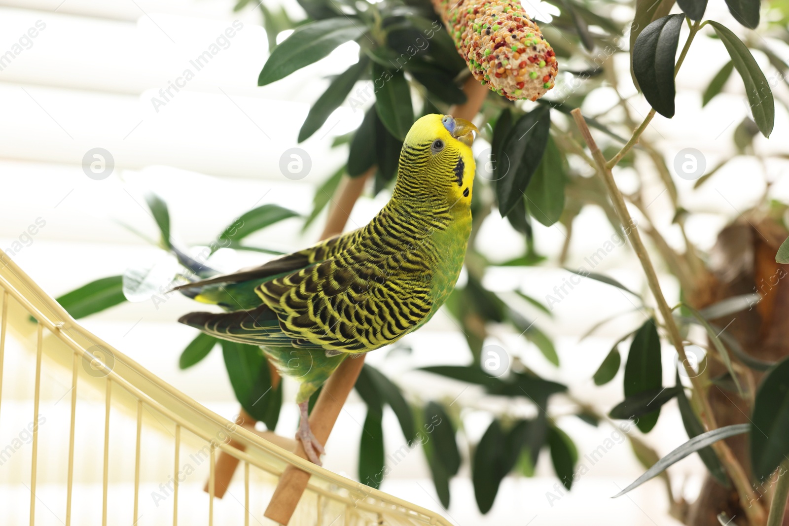 Photo of Pet parrot. Beautiful budgerigar on decorative ladder indoors