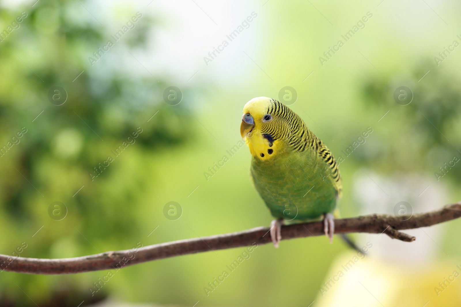 Photo of Pet parrot. Cute budgerigar sitting on stick against blurred background