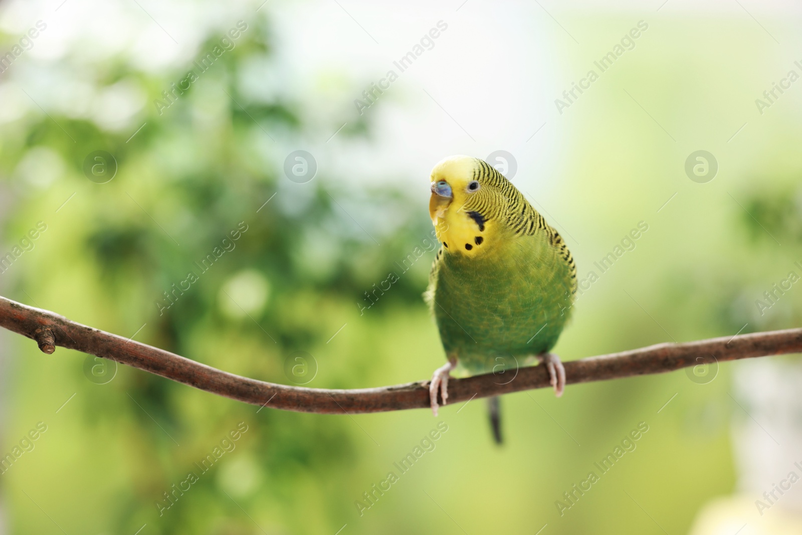 Photo of Pet parrot. Cute budgerigar sitting on stick against blurred background