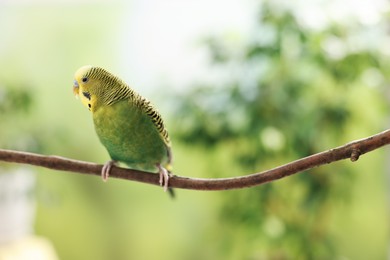 Photo of Pet parrot. Cute budgerigar sitting on stick against blurred background