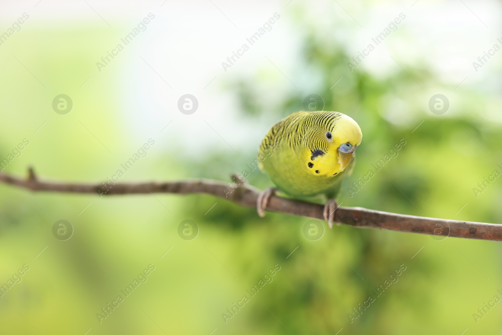 Photo of Pet parrot. Cute budgerigar sitting on stick against blurred background