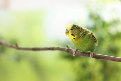 Photo of Pet parrot. Cute budgerigar sitting on stick against blurred background