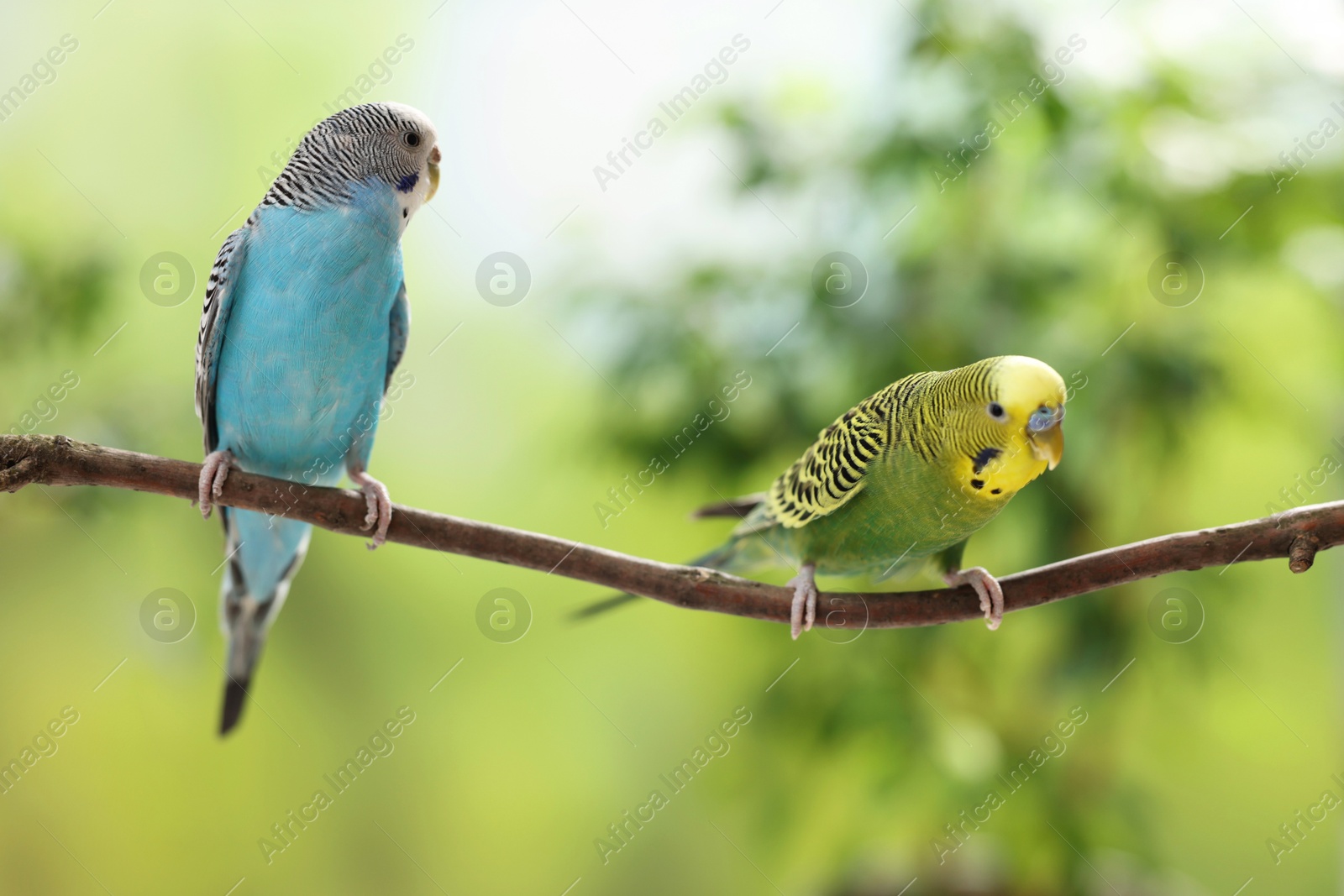 Photo of Pet parrot. Cute budgerigars sitting on stick against blurred background