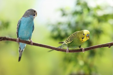 Photo of Pet parrot. Cute budgerigars sitting on stick against blurred background