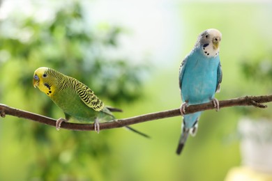 Photo of Pet parrot. Cute budgerigars sitting on stick against blurred background