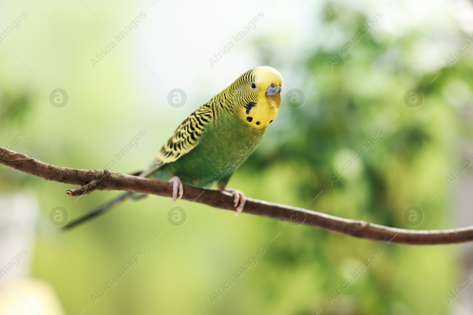 Photo of Pet parrot. Cute budgerigar sitting on stick against blurred background