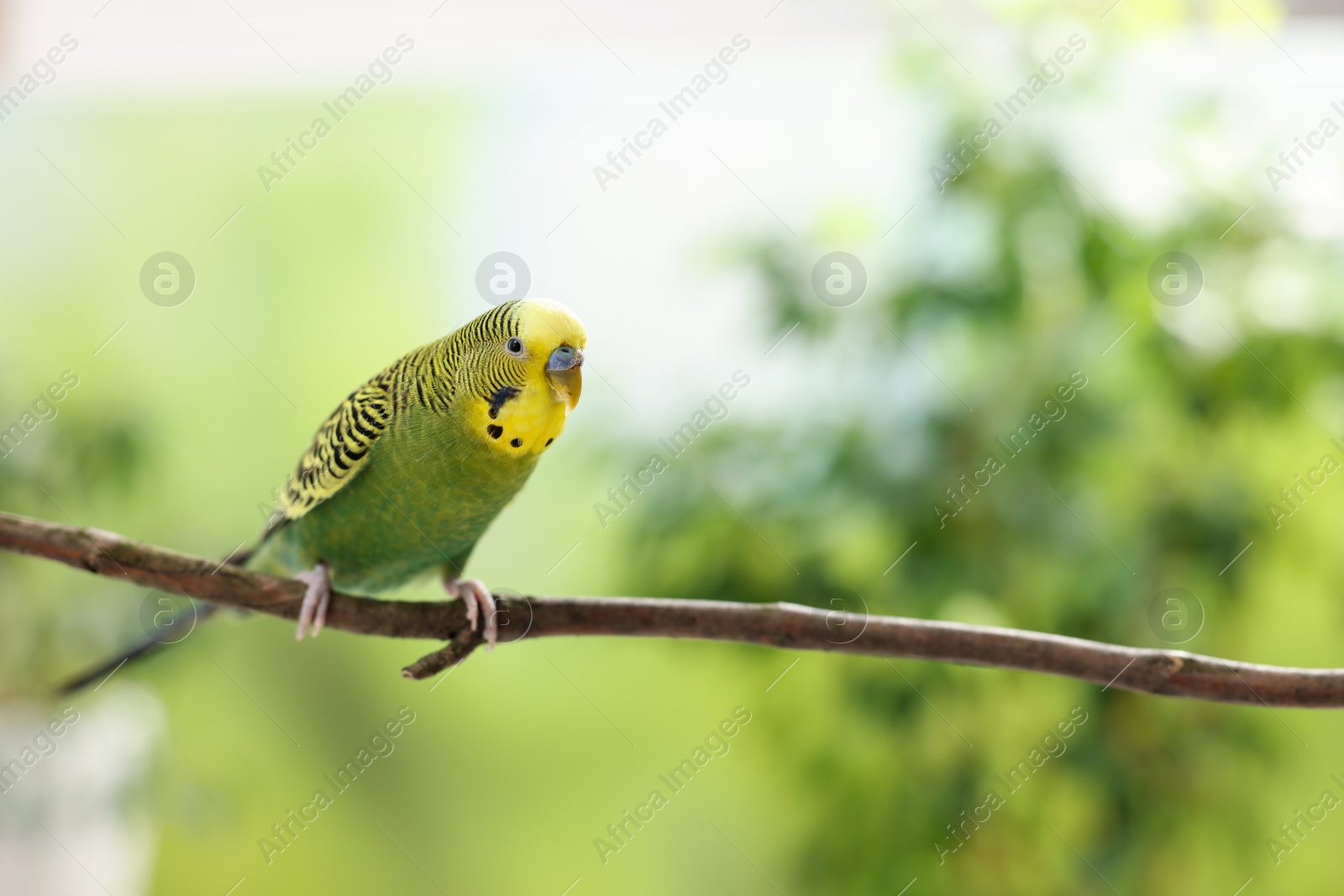 Photo of Pet parrot. Cute budgerigar sitting on stick against blurred background