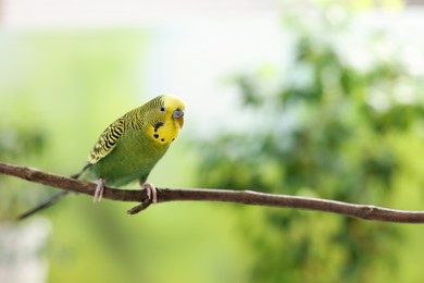 Photo of Pet parrot. Cute budgerigar sitting on stick against blurred background