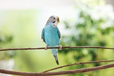 Photo of Pet parrot. Cute budgerigar sitting on stick against blurred background