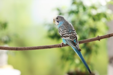 Photo of Pet parrot. Cute budgerigar sitting on stick against blurred background