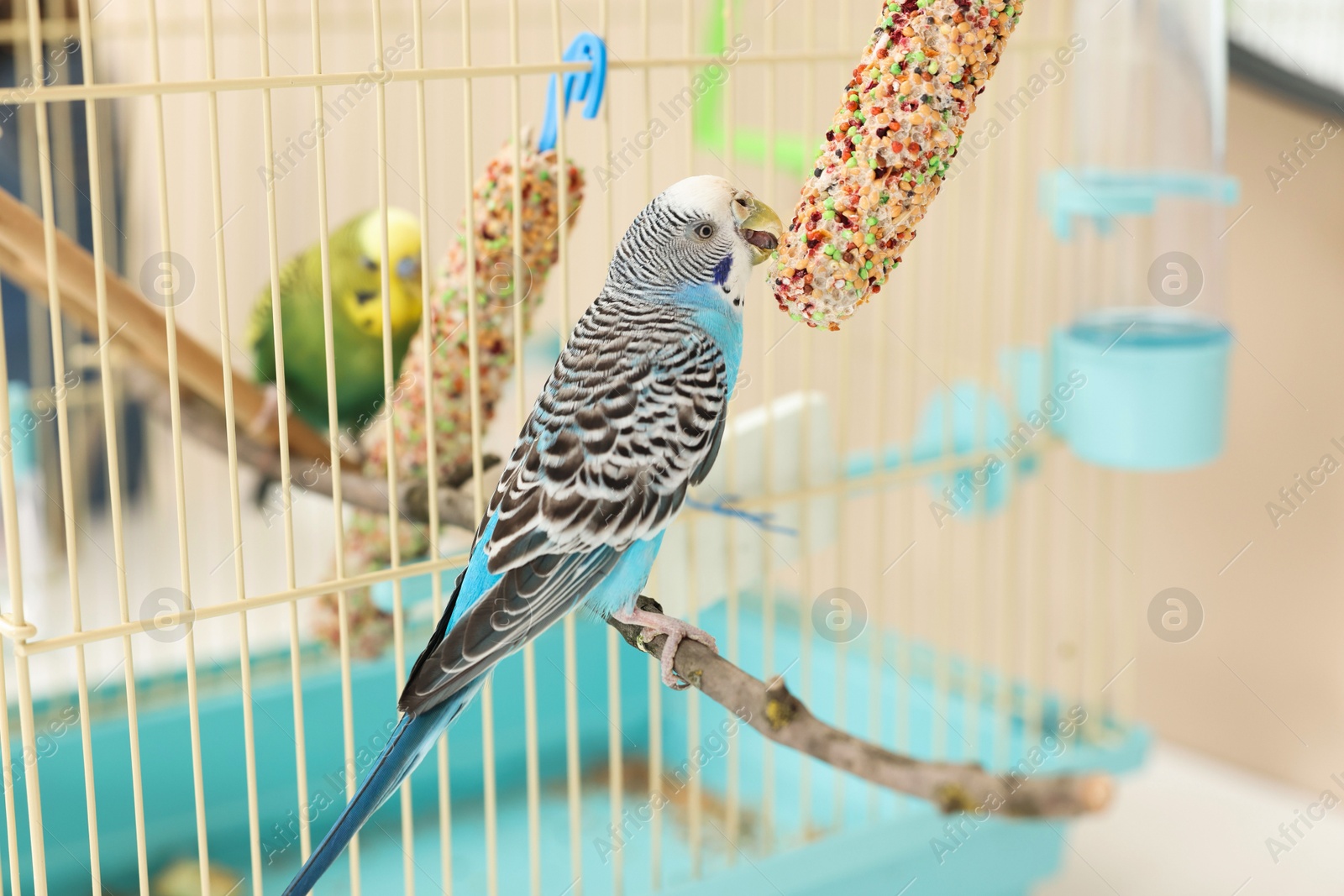 Photo of Pet parrot. Cute budgerigars and bird treats at home