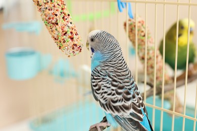 Photo of Pet parrot. Cute budgerigars and bird treats at home