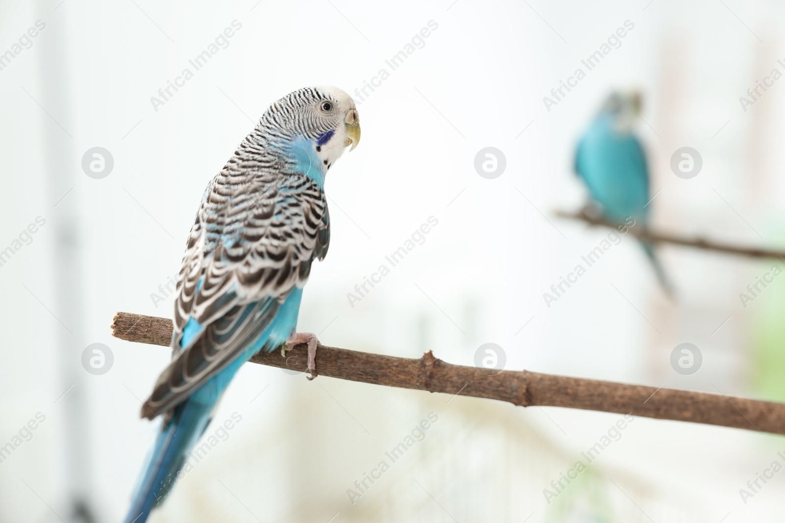 Photo of Pet parrot. Cute budgerigar sitting on stick at home