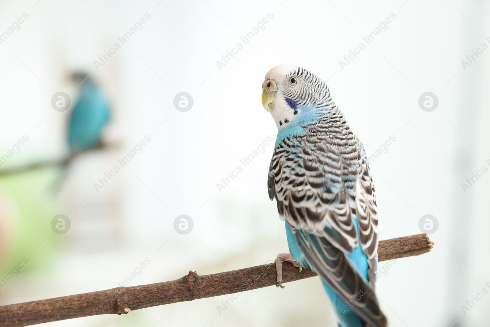 Photo of Pet parrot. Cute budgerigar sitting on stick at home