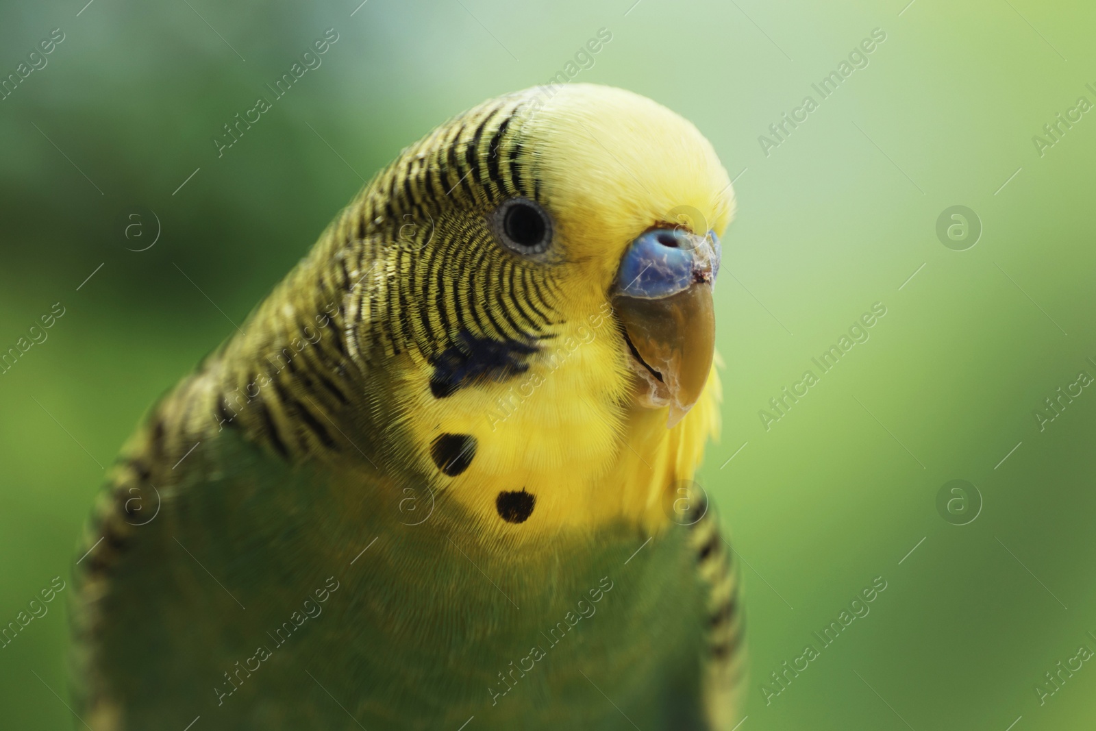 Photo of Pet parrot. Cute green budgerigar on blurred background, closeup