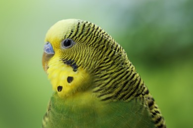 Photo of Pet parrot. Cute green budgerigar on blurred background, closeup