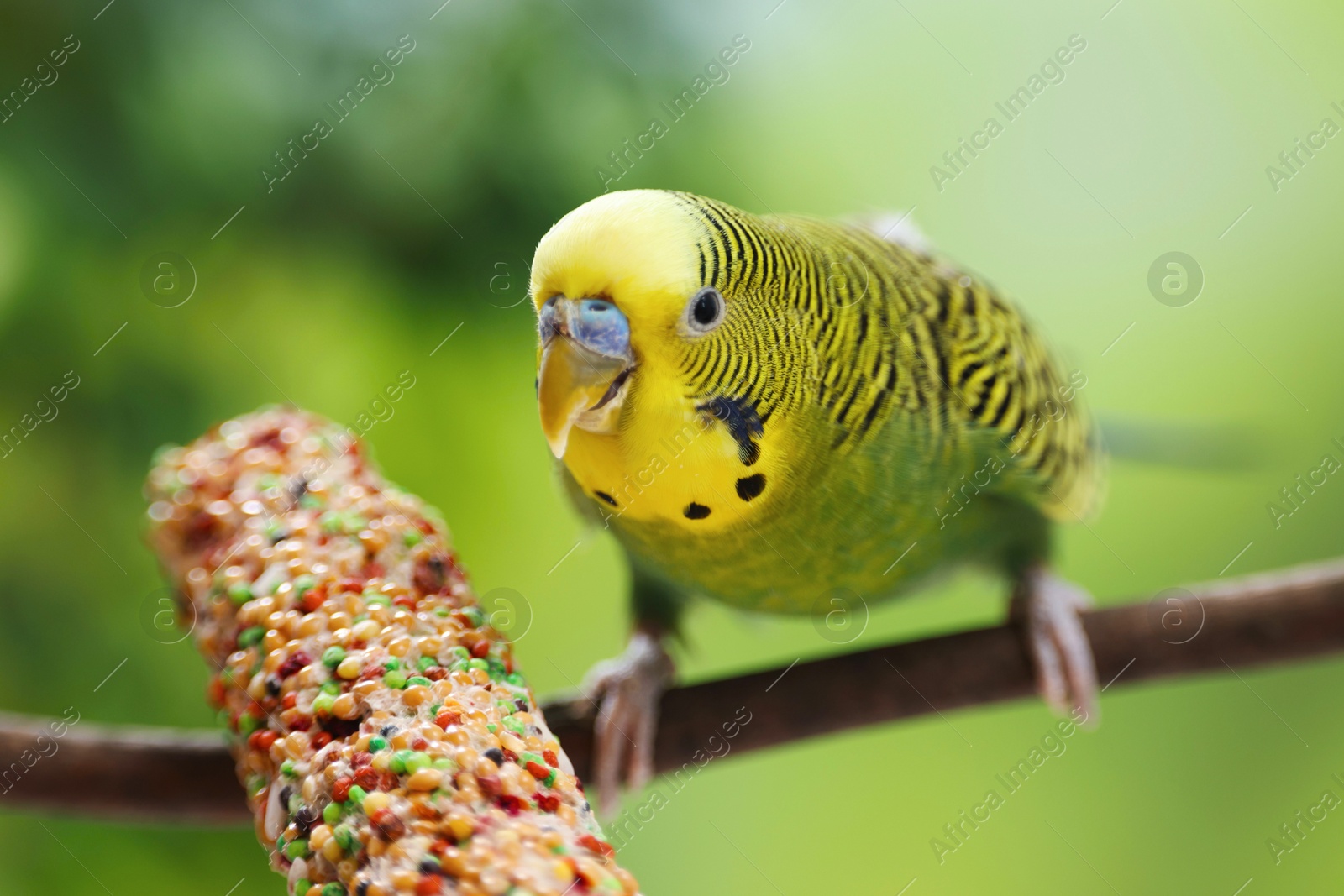 Photo of Pet parrot. Cute green budgerigar and bird treat on blurred background