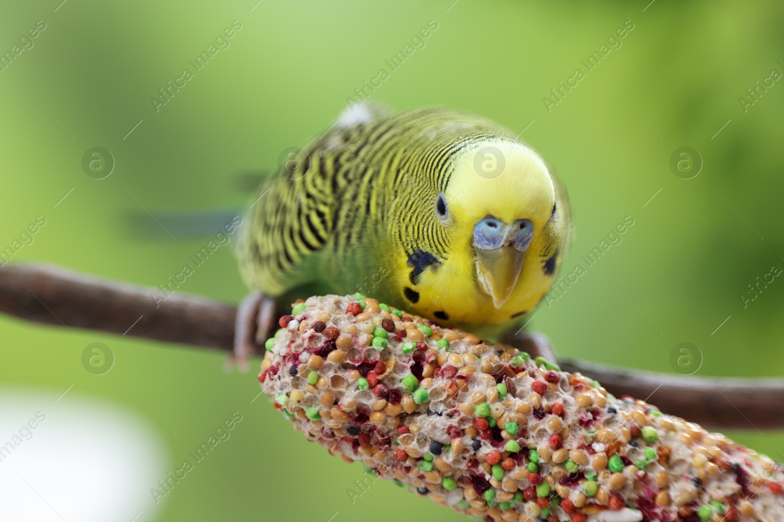 Photo of Pet parrot. Cute green budgerigar and bird treat on blurred background