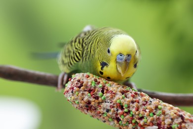 Pet parrot. Cute green budgerigar and bird treat on blurred background