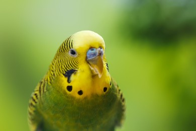 Photo of Pet parrot. Cute green budgerigar on blurred background, closeup