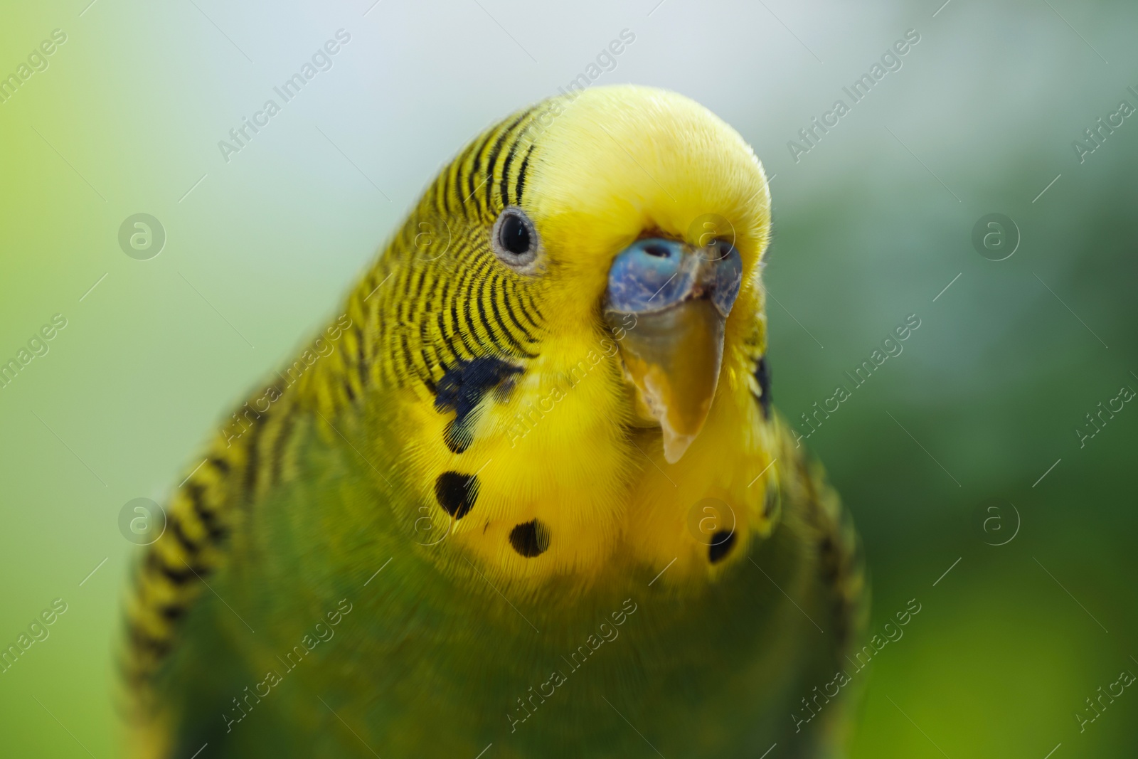 Photo of Pet parrot. Cute green budgerigar on blurred background, closeup