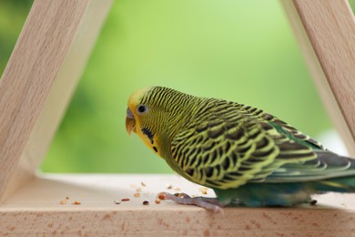 Photo of Pet parrot. Cute budgerigar and seeds on wooden bird feeder