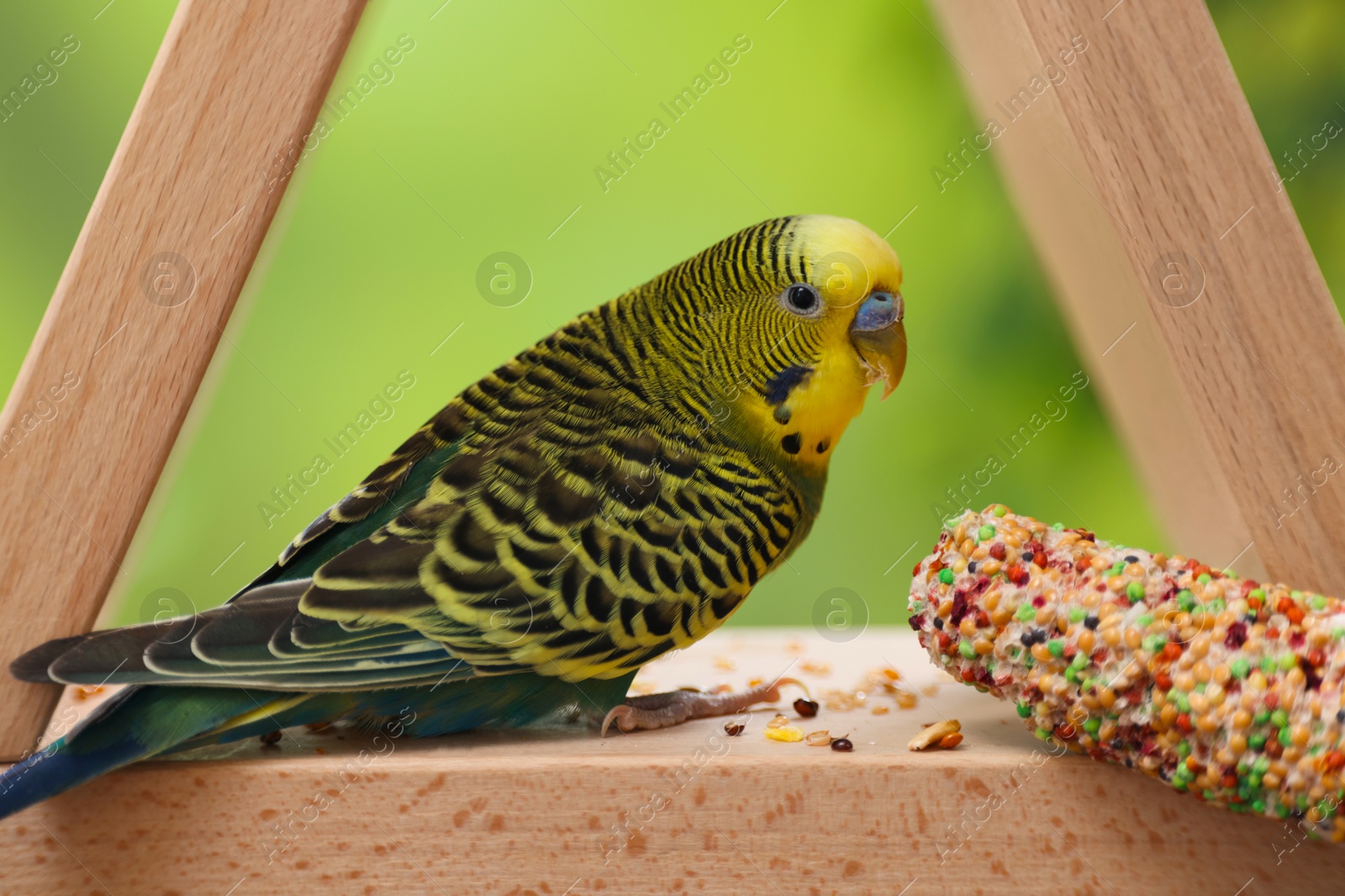 Photo of Pet parrot. Cute budgerigar and bird treat on wooden feeder