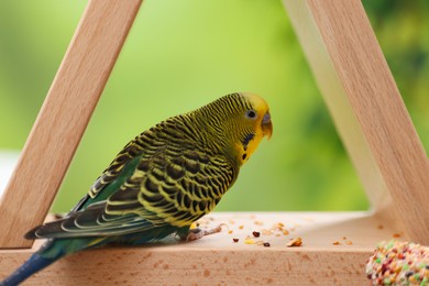 Pet parrot. Cute budgerigar and bird treat on wooden feeder