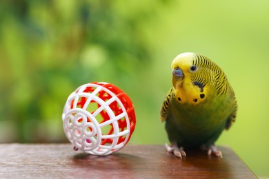 Photo of Pet parrot. Cute budgerigar and toy ball on wooden table