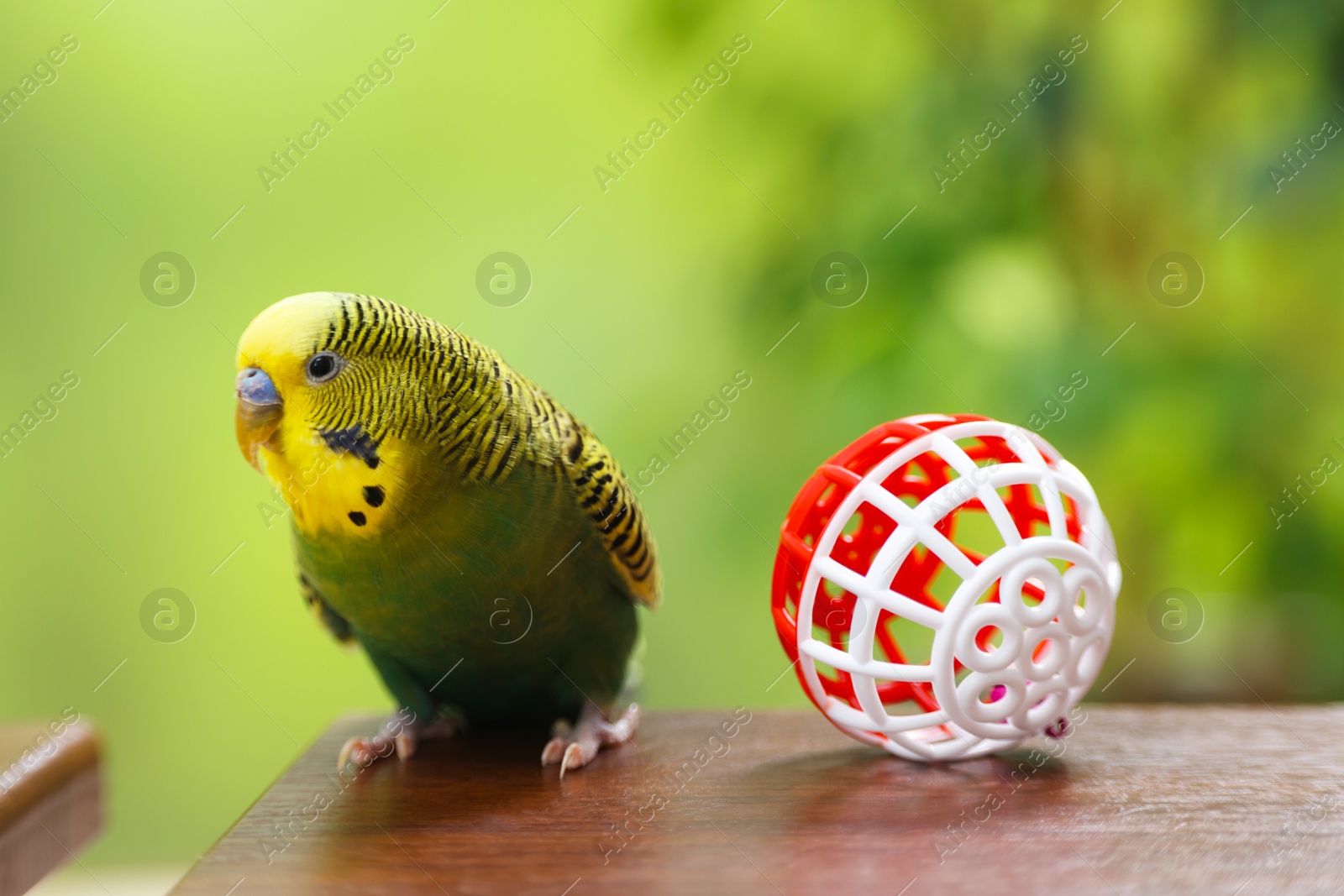 Photo of Pet parrot. Cute budgerigar and toy ball on wooden table