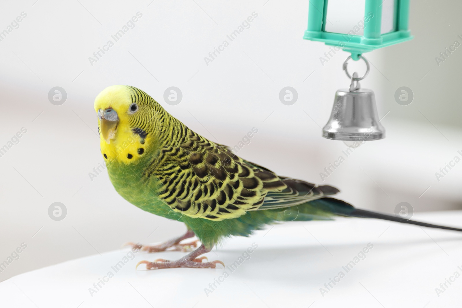 Photo of Pet parrot. Cute budgerigar and toy bell on white table