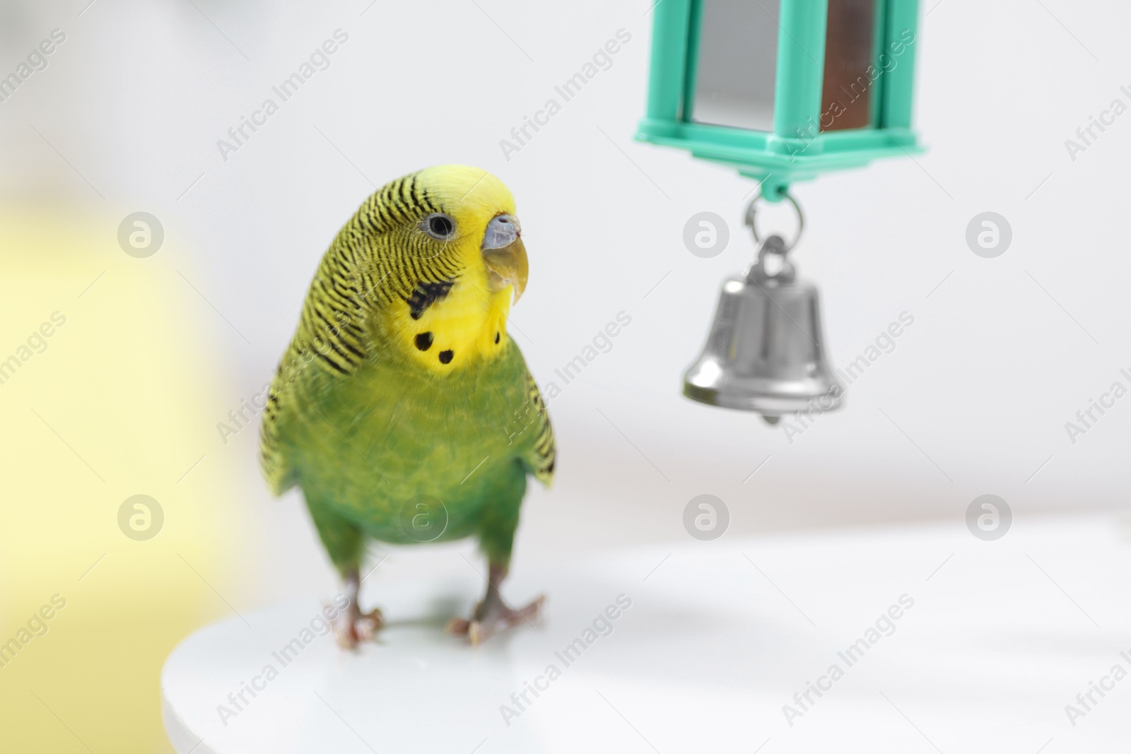 Photo of Pet parrot. Cute budgerigar and toy bell on white table