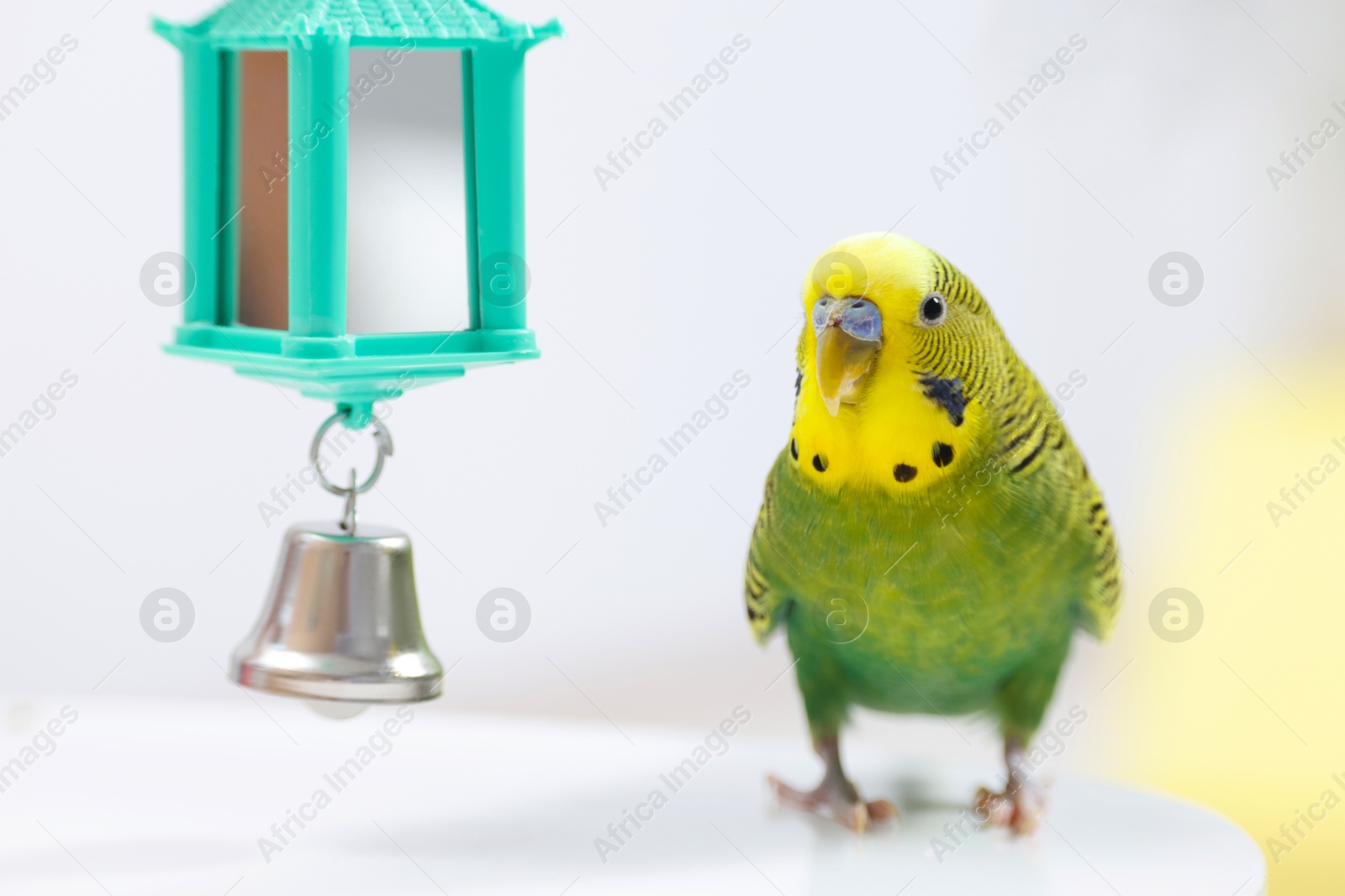 Photo of Pet parrot. Cute budgerigar and toy bell on white table