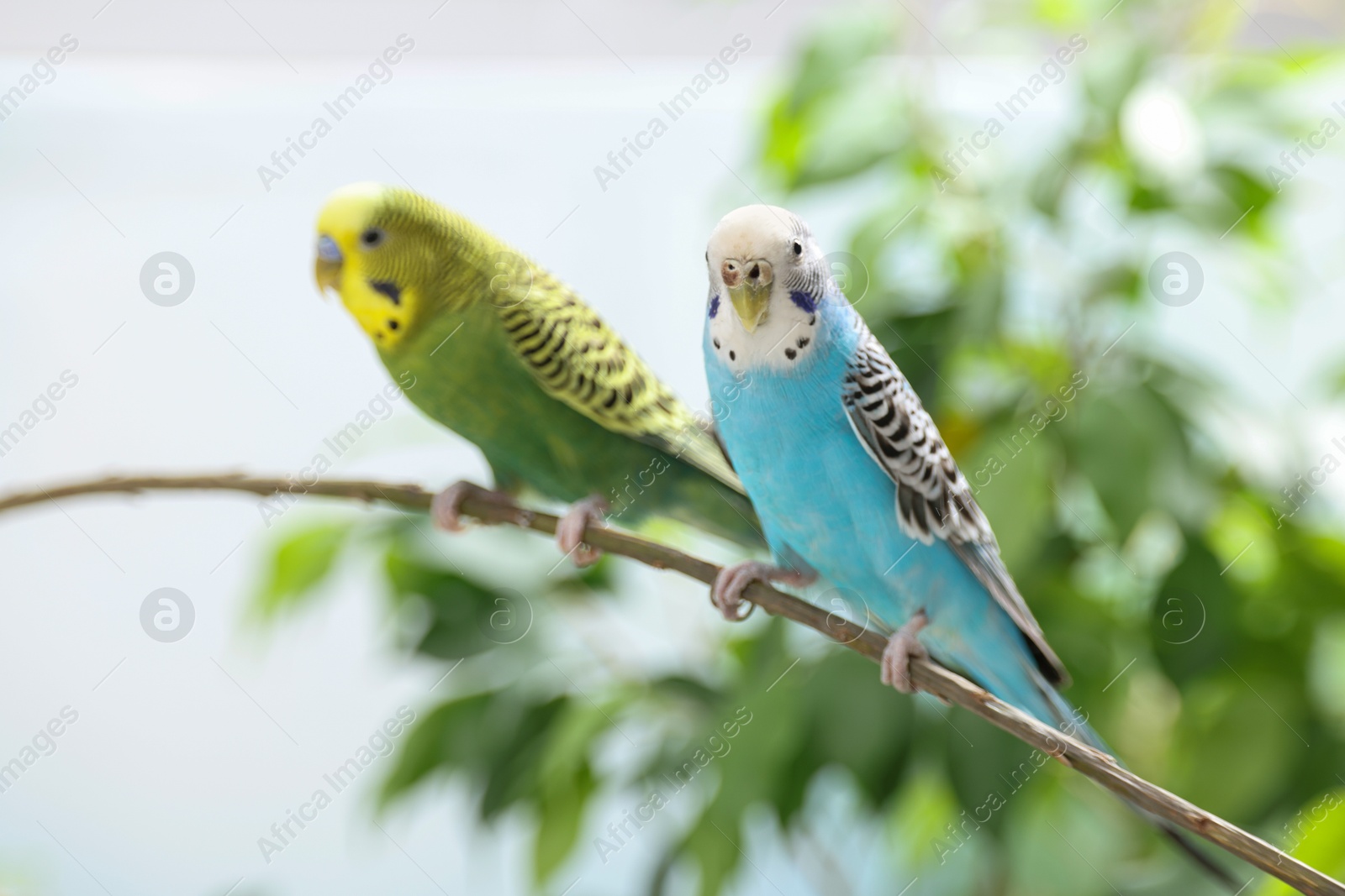 Photo of Pet parrot. Cute budgerigars sitting on stick against blurred background