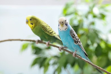 Photo of Pet parrot. Cute budgerigars sitting on stick against blurred background