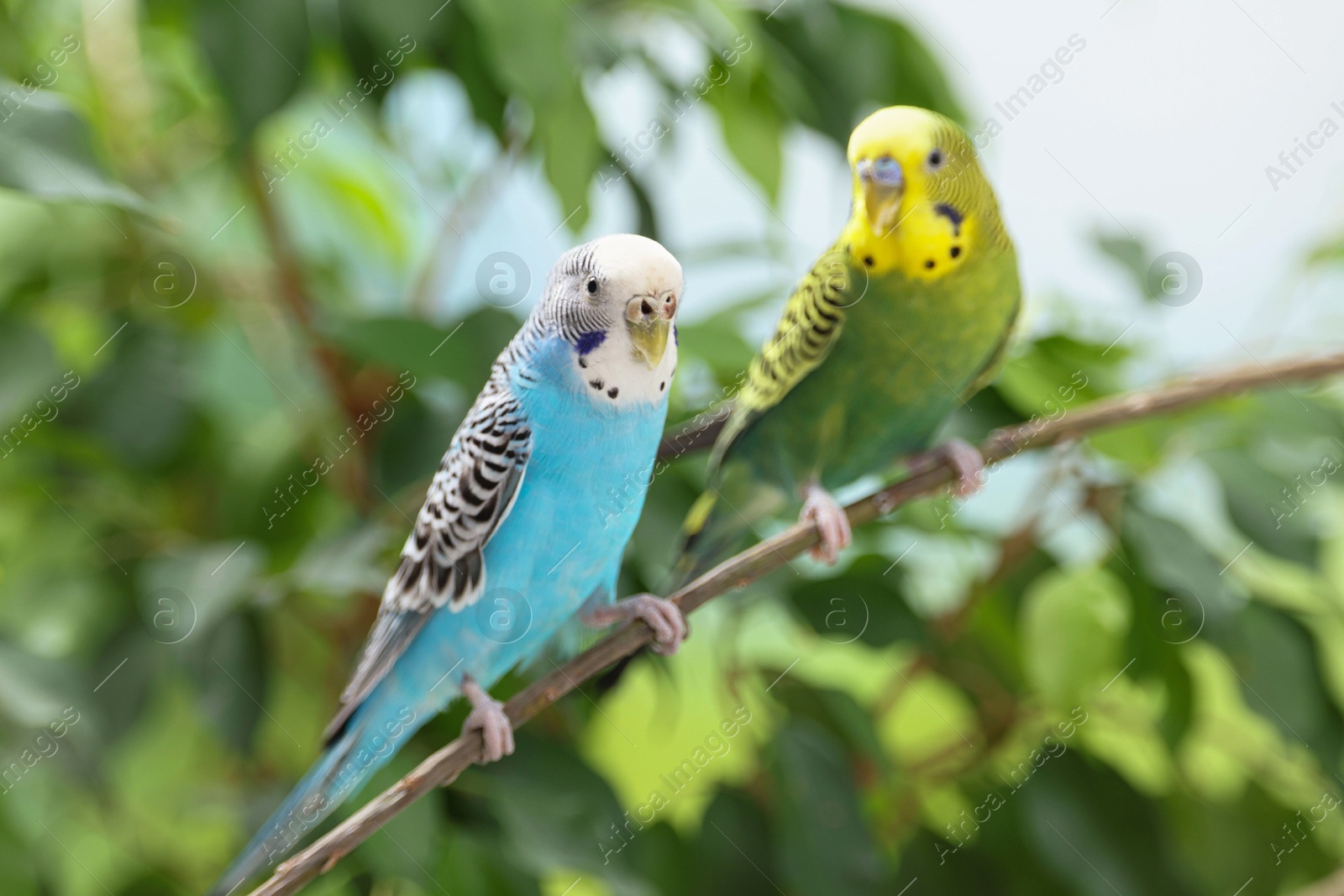 Photo of Pet parrot. Cute budgerigars sitting on stick against blurred background