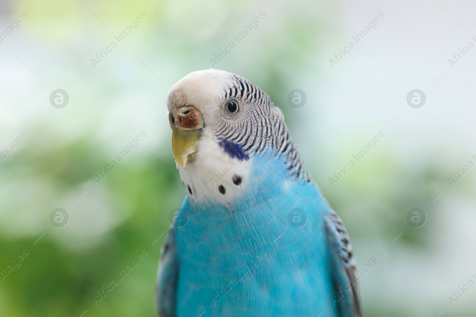 Photo of Pet parrot. Cute light blue budgerigar on blurred background, closeup