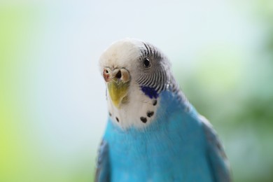 Pet parrot. Cute light blue budgerigar on blurred background, closeup