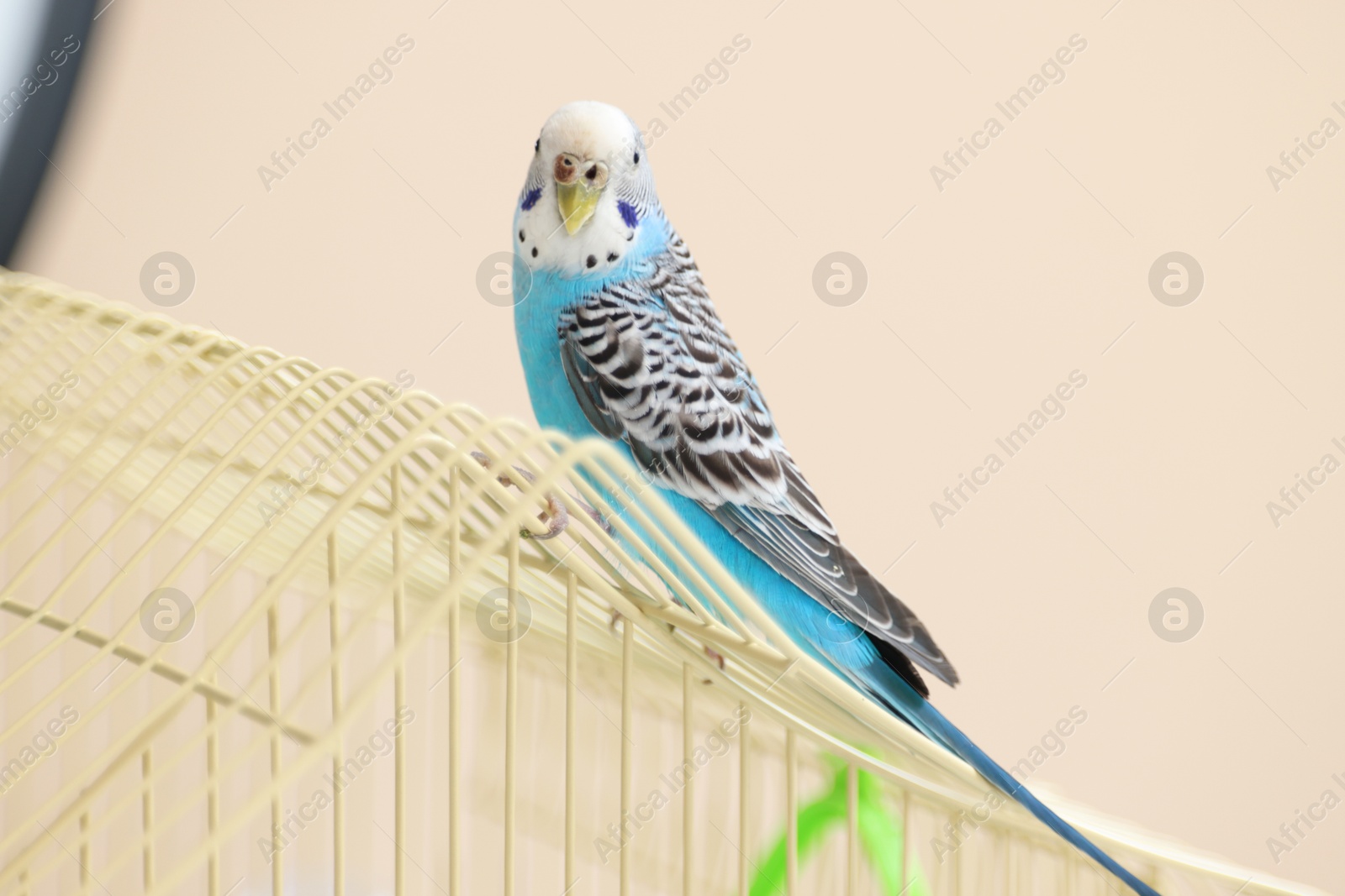 Photo of Pet parrot. Cute budgerigar sitting on cage at home