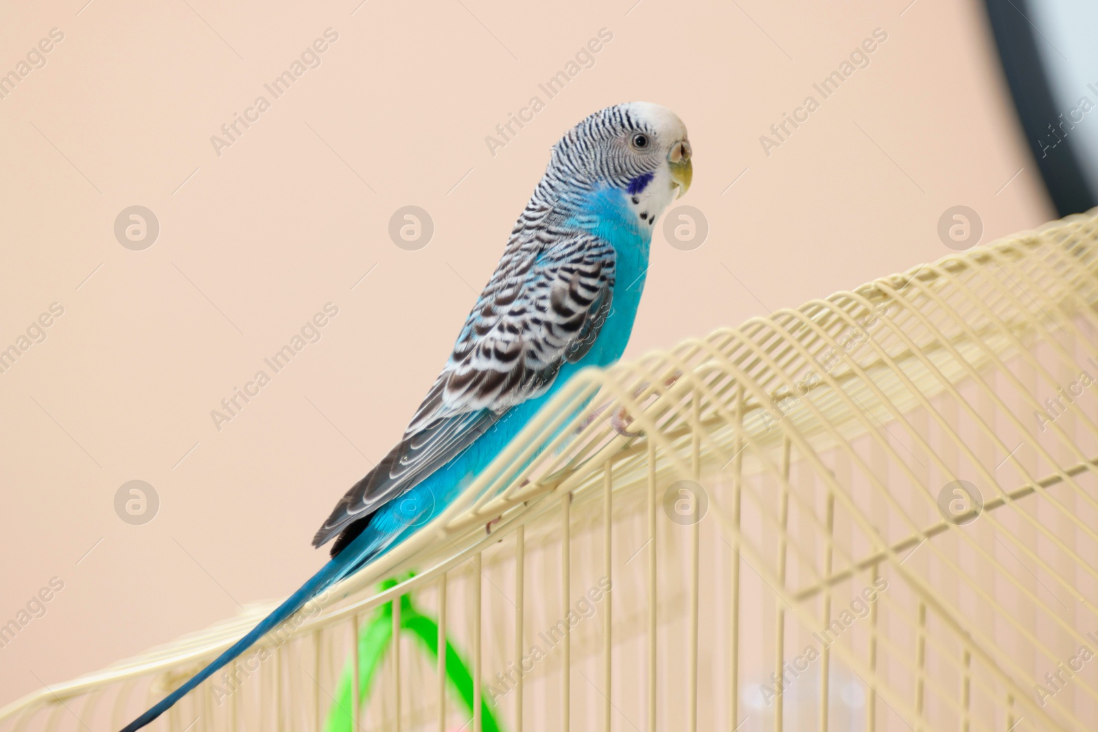 Photo of Pet parrot. Cute budgerigar sitting on cage at home