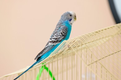 Pet parrot. Cute budgerigar sitting on cage at home