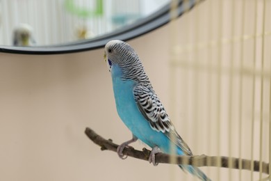 Photo of Pet parrot. Cute budgerigar sitting on stick at home